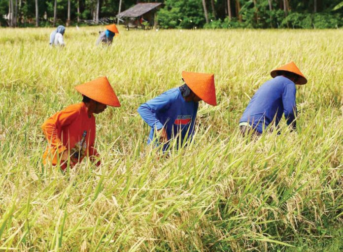 Farmers work in a rice field in Barangay Hubangon, Mahinog, Camiguin on Labor Day, May 1, 2024. Regular workers shun the heat, but they welcome even extreme conditions as long as their crops grow just fine. PNA PHOTO BY JOAN BONDOC