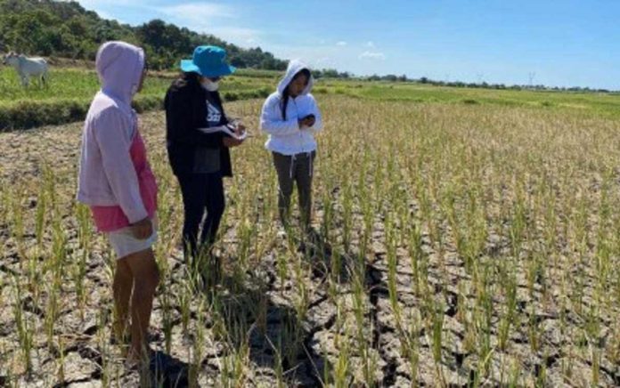 The Capiz Provincial Agriculturist Office said the ongoing El Niño phenomenon has so far caused around P380 million in agricultural damage in the province. PHOTO COURTESY OF PHILIPPINE NEWS AGENCY