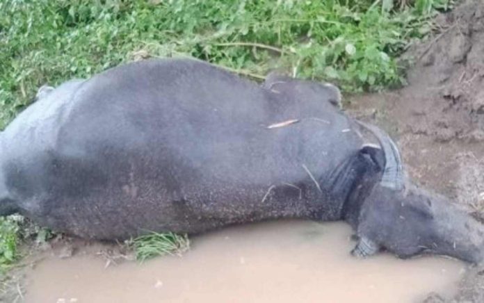 A carabao drowns during a flash flood in Antique province on August 29, 2023. The Antique Provincial Veterinary encourages local government units to put up a campsite for animals in preparation for the La Niña phenomenon. PHOTO COURTESY OF GALILEO MAGBANUA