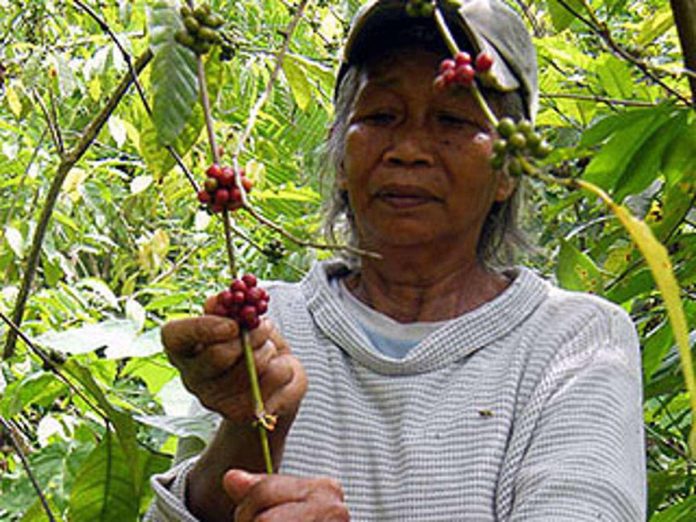 A coffee farmer in Walang, Lambunao, Iloilo picks ripe coffee beans to be sold to local shops in the province. PINOY GONZALES-PNS/FILE PHOTO