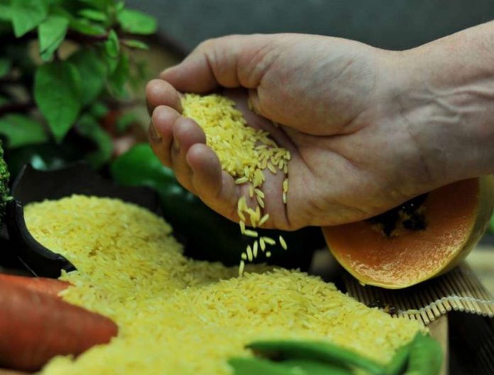 Golden Rice is unique because it contains beta carotene, which gives it a golden color. IRRI PHOTO