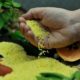 Golden Rice is unique because it contains beta carotene, which gives it a golden color. IRRI PHOTO