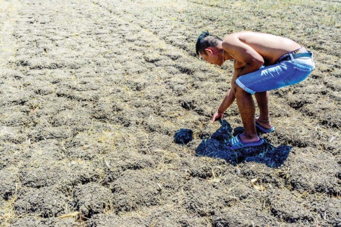 Iloilo province recorded the highest agricultural losses in Western Visayas due to the ongoing El Niño phenomenon. Photo shows a farmer checking a parched rice field in Barangay Tigtig, Santa Barbara, Iloilo. PN FILE PHOTO