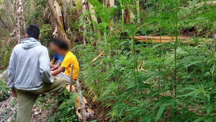 Authorities led by the San Carlos Component City Police Station raided a marijuana plantation in Barangay Codcod, San Carlos City, Negros Occidental on May 14. They arrested two individuals and uprooted P2.4 million worth of fully-grown marijuana plants. SAN CARLOS COMPONENT CITY POLICE STATION PHOTO