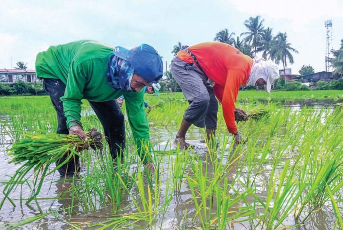 Farmers in Barangay Sumapang Matanda, Malolos, Bulacan plant seedlings in their rice fields at the start of the second planting season. MARIA TAN/ABS-CBN NEWS PHOTO