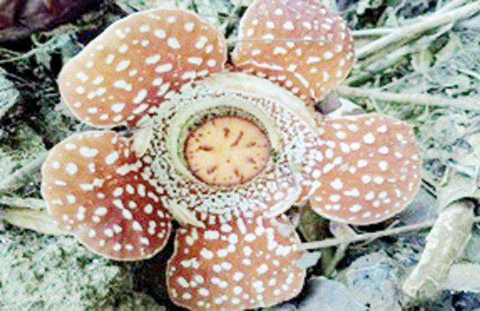 Rare giant flower Rafflesia lobata is only found in the Western Visayas islands of Panay and Negros Occidental. PHOTO BY BRIAN L. GARCIA