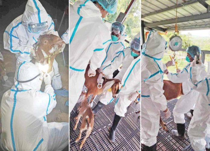 The Bureau of Animal Industry depopulated more than five dozen goats imported from the US following the detection of Q fever among some of the animals at a government breeding station in Marinduque. PHOTO COURTESY OF DEPARTMENT OF AGRICULTURE
