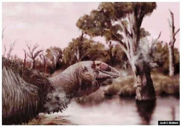 This is an illustration of a large bird with a big long beak and small eyes in front of a lake. Genyornis newtoni became extinct some 45,000 years ago. JACOB C. BLOKLAND