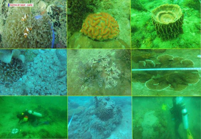 Various corals documented during the underwater survey in Tucad Reef. SIKAT-CAPIZ PHOTO