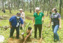 The Philippine Coconut Authority (PCA) - Caraga led the ceremonial planting of PCA produced hybrid coconut variety in Ormaca, San Francisco, Agusan del Sur. PCA-CARAGA FILE PHOTO