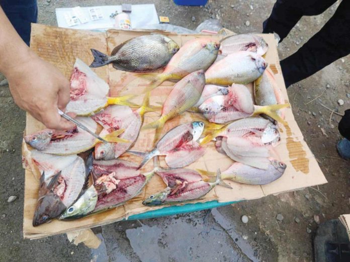 Capiz Maritime Police Station arrested three fishermen involved in dynamite fishing in Barangay Tanza, Roxas City on May 27, 2024. Police seized around 30 kilos of assorted fish. CAPIZ MARITIME POLICE STATION PHOTO