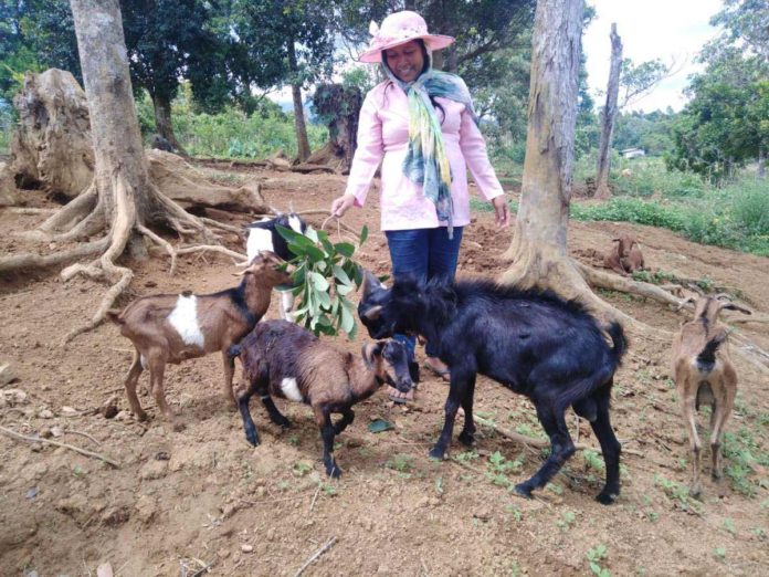 Western Visayas has so far no reported cases of Q fever, which affects domestic ruminants. As part of the push for constant vigilance, the Iloilo Provincial Veterinary Office urges farmers to report unusual cases of abortion, stillbirths, or diseases observed in livestock, particularly goats. PHOTO FROM DEPARTMENT OF AGRICULTURE – WESTERN VISAYASWestern Visayas has so far no reported cases of Q fever, which affects domestic ruminants. As part of the push for constant vigilance, the Iloilo Provincial Veterinary Office urges farmers to report unusual cases of abortion, stillbirths, or diseases observed in livestock, particularly goats. PHOTO FROM DEPARTMENT OF AGRICULTURE – WESTERN VISAYAS