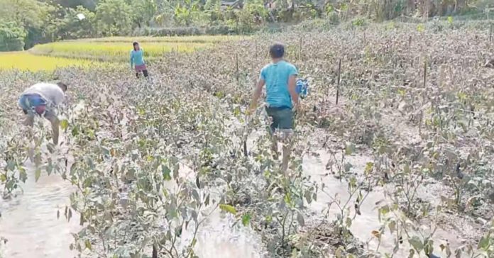 Vegetable plants in Sitio Bais, Barangay Yubo, La Carlota City, Negros Occidental are covered with ash from the Kanlaon Volcano. JESSA CASTROVERDE SOLOMON PHOTOS