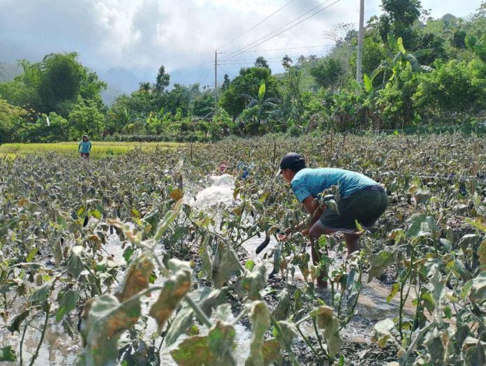 The Department of Health advises residents near Kanlaon Volcano to protect their health. Photo shows residents checking on their vegetable plants in Sitio Bais, Barangay Yubo, La Carlota City, Negros Occidental covered with ash from the volcano. JONEL VENTURA PHOTO