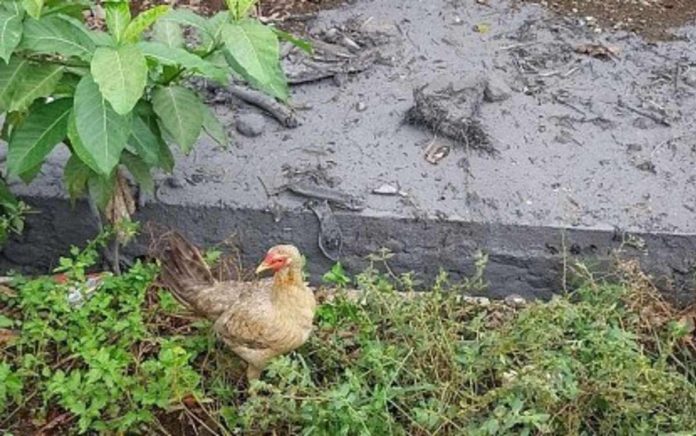 Para-veterinarians monitored chicken days after the eruption of Kanlaon Volcano in Barangay Biak na Bato, La Castellana, Negros Occidental. PVO-NEGROS OCCIDENTAL PHOTO