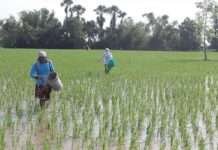 The Philippine Crop Insurance Corporation has started accepting insurance applications via Municipal Agriculture Offices on May 1, 2024 for farmers wishing to insure their rice and corn crops, including livestock, for the ongoing wet or first cropping season. PNA FILE PHOTO BY OLIVER MARQUEZ