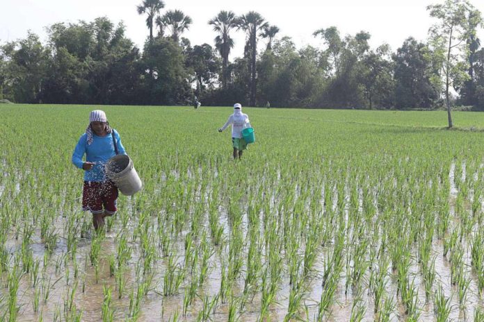 The Philippine Crop Insurance Corporation has started accepting insurance applications via Municipal Agriculture Offices on May 1, 2024 for farmers wishing to insure their rice and corn crops, including livestock, for the ongoing wet or first cropping season. PNA FILE PHOTO BY OLIVER MARQUEZ