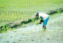 As the rainy season, heralded by the Philippine Atmospheric, Geophysical and Astronomical Services Administration since May 29, takes its hold, farmers across Western Visayas have commenced the crucial task of planting rice such as this one in Barangay Cabugao Norte, Pavia, Iloilo. PN PHOTO