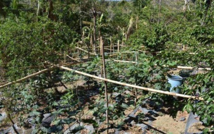 Indigenous tree seedlings are grown at the nursery of the Antique Environment and Natural Resources Office in Barangay Igbucagay, Hamtic town. PHOTO COURTESY OF ENRO ANTIQUE