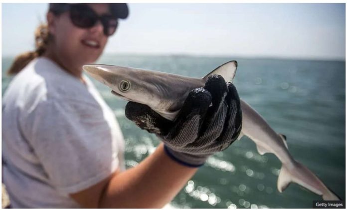 Brazilian sharpnose sharks such as this one from the shores near Rio de Janeiro test for high levels of cocaine. GETTY IMAGES