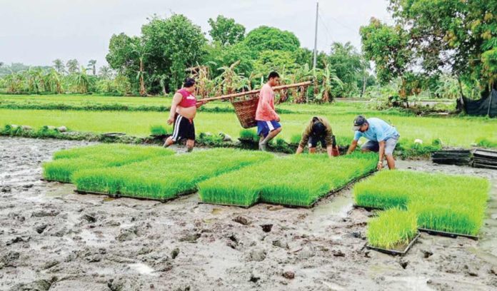 Farmers in Leon, Iloilo prepare their fields with hybrid rice seeds for this year’s first cropping amid rising concerns over leptospirosis during the rainy season. The Iloilo Provincial Health Office urges farm workers to wear boots to avoid exposure to potentially contaminated field water. Photo courtesy of the Municipal Agriculture Office of Leon, Iloilo Facebook Page