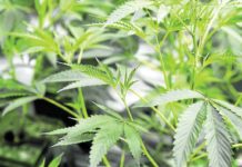 House Bill No. 10439 or the proposed Access to Medical Cannabis Act aims to legalize the use of cannabis or marijuana for treating various medical conditions. INQUIRER.NET FILE PHOTO