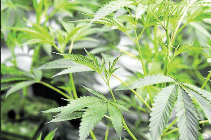 House Bill No. 10439 or the proposed Access to Medical Cannabis Act aims to legalize the use of cannabis or marijuana for treating various medical conditions. INQUIRER.NET FILE PHOTO