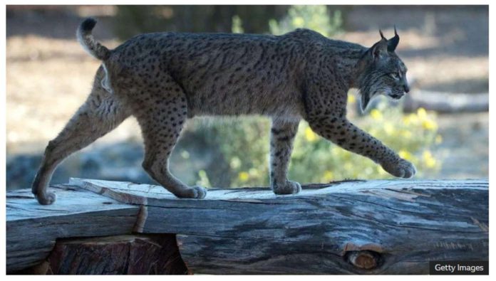 Iberian lynx pictured in Aprisco, Spain. GETTY IMAGES