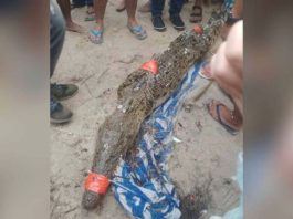 This saltwater crocodile caught on a beach in Boracay Island on July 25 was turned over by the Philippine Coast Guard to a Department of Environmental and Natural Resources shelter in Malay, Aklan. GIORGIO VILLANUEVA/RAPPLER PHOTO