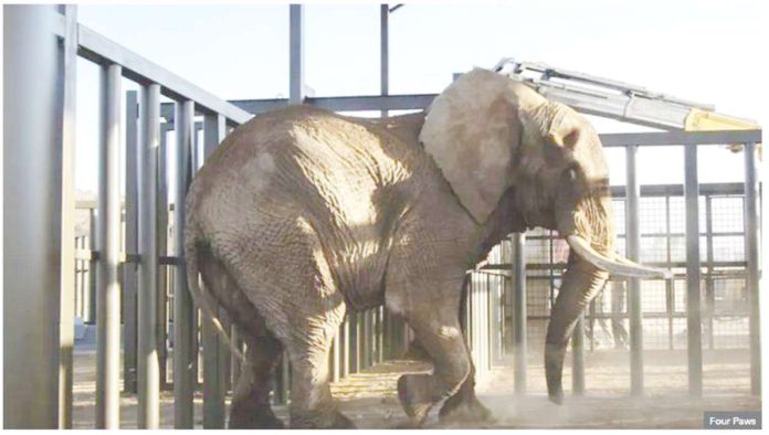 South Africa's last zoo elephant freed after 40 years