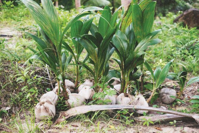 The Philippine Coconut Authority aims to plant 8.5 million seedlings this year, 15.3 million seedlings in 2025, and 25.4 million every year from 2026 to 2028. PHOTO COURTESY OF PTV NEWS