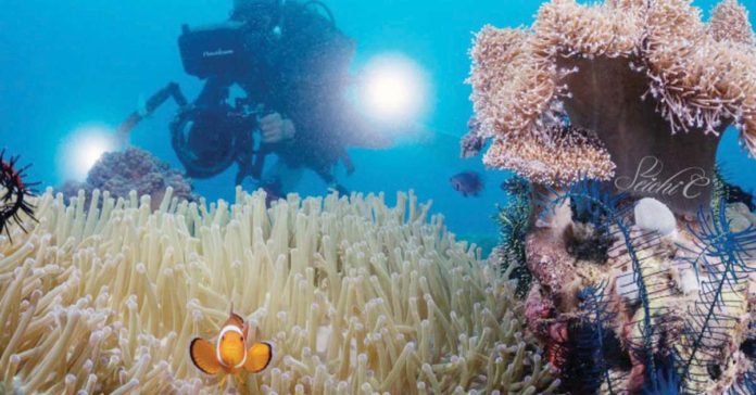 Diving contributed over P73 billion to the Philippine tourism in 2023 alone. Photo shows a diver taking photos of corals during the Bohol Loop Dive Expo 2023. PHOTO COURTESY OF SPARK CHAO VIA BOHOL LOOP DIVE EXPO FB