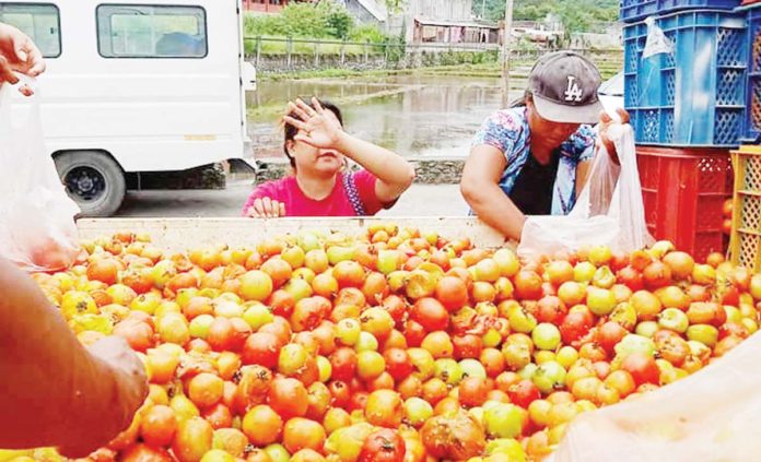 Some farmers in Nueva Vizcaya have reportedly been dumping their tomato produce due to low price. PHOTO COURTESY OF PIA NUEVA VIZCAYA