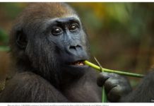 A Western lowland gorilla feeds on a plant. GETTY IMAGES