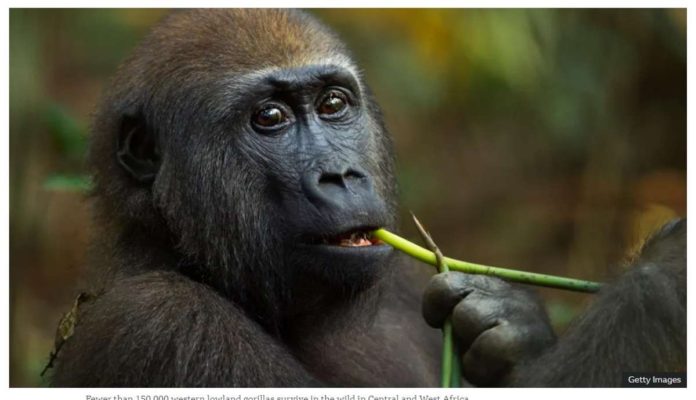 A Western lowland gorilla feeds on a plant. GETTY IMAGES