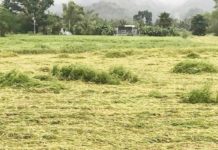 Rice plants were flattened by rainfall and strong winds in Barangay Durog Iguirindon, San Remigio, Antique. SAN REMIGIO OFFICIAL FACEBOOK PAGE PHOTO