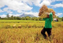 The P9-billion fund for palay procurement could support farmers and stabilize prices during the harvest this wet season. DANNY PATA PHOTO