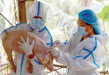 Veterinarians from the Department of Agriculture inoculate a pig with a controlled trial of a Vietnam-developed African Swine Fever live vaccine in Lobo, Batangas, on August 30, 2024. PRESIDENTIAL COMMUNICATIONS OFFICE PHOTO