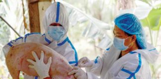 Veterinarians from the Department of Agriculture inoculate a pig with a controlled trial of a Vietnam-developed African Swine Fever live vaccine in Lobo, Batangas, on August 30, 2024. PRESIDENTIAL COMMUNICATIONS OFFICE PHOTO