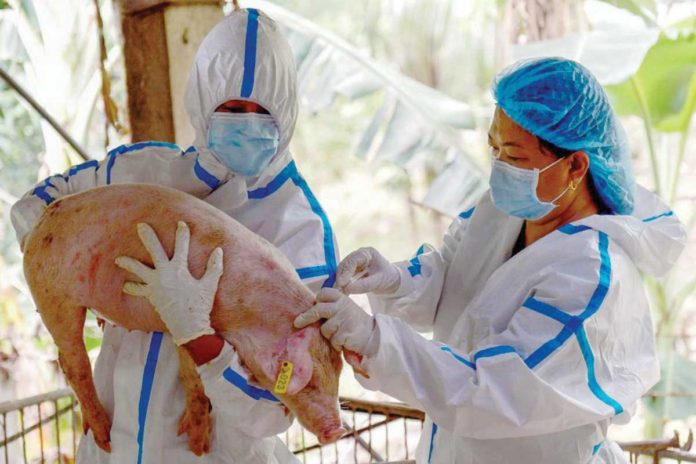 Veterinarians from the Department of Agriculture inoculate a pig with a controlled trial of a Vietnam-developed African Swine Fever live vaccine in Lobo, Batangas, on August 30, 2024. PRESIDENTIAL COMMUNICATIONS OFFICE PHOTO