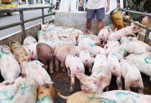 These are part of the 72 sentinel pigs released by the Iloilo provincial government to 36 hog raisers in Santa Barbara town on October 2. Its sentinel program aims to replenish the severely depleted swine inventory caused by the African Swine Fever outbreak. CAPITOL PHOTO