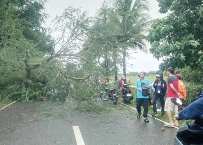 An uprooted ‘kamunsil’ tree fell on four minors onboard two motorcycles in Barangay Egaña, Sibalom, Antique on Wednesday, Oct. 23, 2024. ANGEL CHANDELLE ESCANILLAS PHOTO