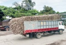 A cane truck is on the way to a sugar mill in northern Negros Occidental in this file photo. The peak of sugar milling season is expected to take off between the last week of October and the first week of November after a slow start in sugar production since Sept. 15, 2024, based on the data of the Sugar Regulatory Administration on Friday, Oct. 4. PNA BACOLOD PHOTO