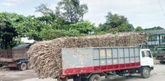 A cane truck is on the way to a sugar mill in northern Negros Occidental in this file photo. The peak of sugar milling season is expected to take off between the last week of October and the first week of November after a slow start in sugar production since Sept. 15, 2024, based on the data of the Sugar Regulatory Administration on Friday, Oct. 4. PNA BACOLOD PHOTO