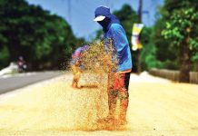 The National Food Authority adjusted the buying price of palay to P25 per kilogram to help reduce the retail price of the staple food while fulfilling its mandate. INQUIRER FILE PHOTO