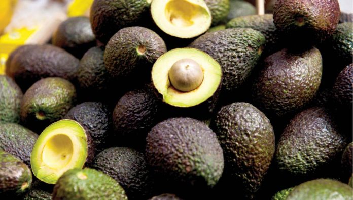 The Hass avocado, known for its smaller size and pebbly skin that turns purplish-black when ripe, is particularly well-suited to Japanese preferences. PHOTO COURTESY OF INQUIRER.NET