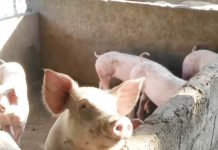 Hog production — a major contributor to the livestock subsector — declined by 8% in the third quarter of this year. GMA NEWS PHOTO