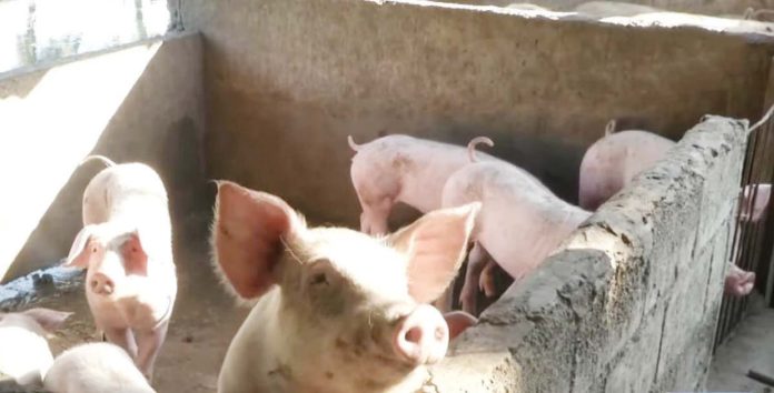 Hog production — a major contributor to the livestock subsector — declined by 8% in the third quarter of this year. GMA NEWS PHOTO