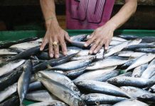 The Department of Agriculture will allow the imports of 8,280 metric tons of fish for retail in wet markets. GRIG C. MONTEGRANDE/INQUIRER.NET