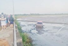 This pickup accidentally overshot the road and fell into a rice field in Barangay Tabucan, Barotac Nuevo, Iloilo early Monday morning, Nov. 25, 2024. Police said the 21-year-old driver from Banate town was unharmed. RAPURA PHOTO